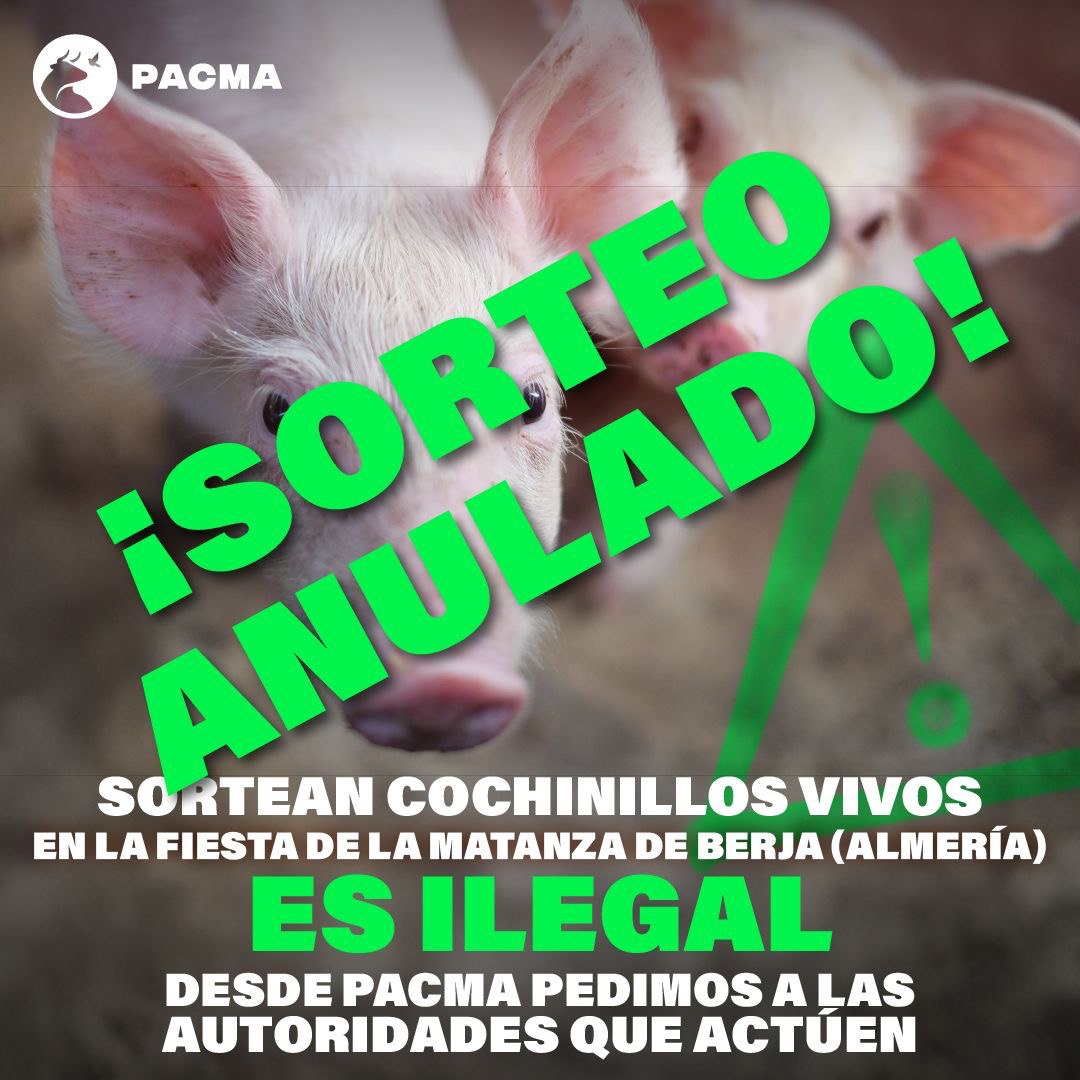 PACMAAndalucia's tweet photo. ¡Excelentes noticias!
El Ayuntamiento de Berja ha anulado el sorteo de cochinillos vivos que iba a tener lugar este sábado tras la denuncia de nuestro equipo de PACMA en Almería 🐷
Los sorteos de animales vivos están prohibidos en Andalucía.
❌ No son cosas ❌
¡Feliz domingo! https://t.co/Omw1E997nP