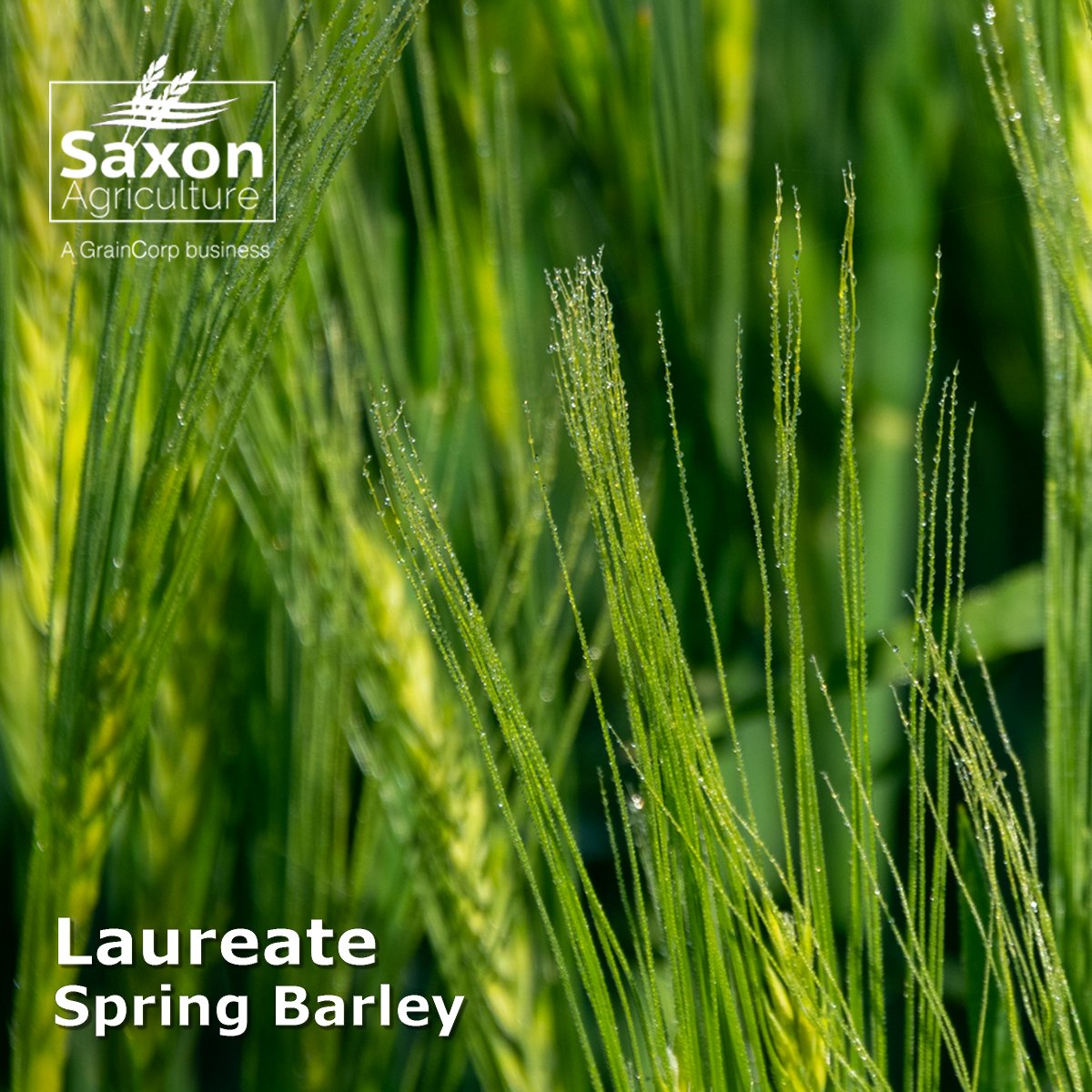 Saxon Agriculture (@saxonag) on Twitter photo Thinking of Spring drilling options? Laureate from <a href="/SyngentaUK/">Syngenta UK</a> is the most popular spring barley variety grown in the UK. Fully approved for brewing and malting Laureate has proved a very consistent performer. Contact your Saxon representative for seed and buyback options. Thinking of Spring drilling options? Laureate from <a href="/SyngentaUK/">Syngenta UK</a> is the most popular spring barley variety grown in the UK. Fully approved for brewing and malting Laureate has proved a very consistent performer. Contact your Saxon representative for seed and buyback options.
