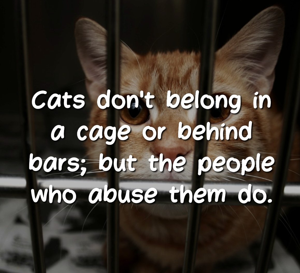 marina60833's tweet image. Do you agree #Chinese #Embassies and #Ambassadors? 

#StopCatAbuse in #China and enact #anticruelty #laws 

#JusticeForAll #Civilization #animalprotection #SayNoToAnimalAbuse 
More information in the comments🔽🔽
