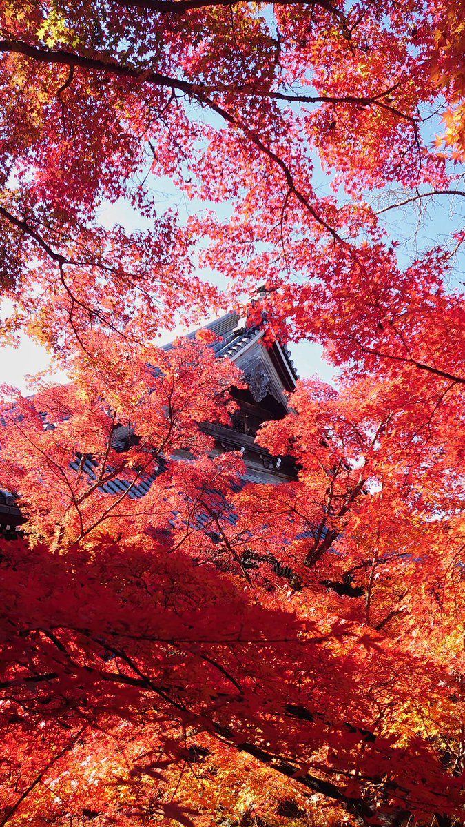キラキラしていました

#京都　#紅葉　#永観堂