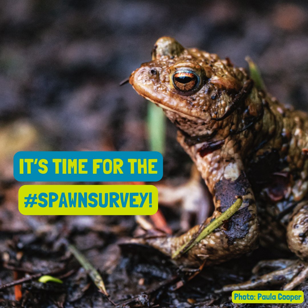 📢 It's time for the #SpawnSurvey! 

Simply log your sightings of Common Frog and Common Toad spawn to help us learn more about amphibian breeding activity: freshwaterhabitats.org.uk/news/pondnet-s…

🐸📸 And don't forget to tag us in your spawn photos with #SpawnSurvey!