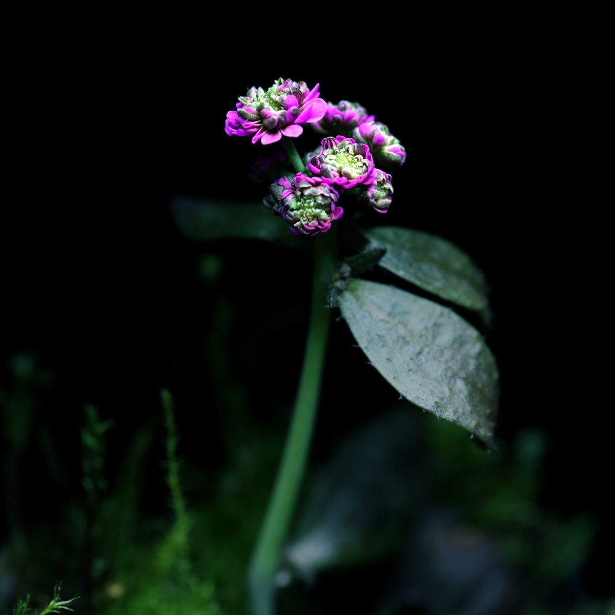 Introducing Arabidopsis monstrosa 🧙‍♂️

While not conventionally beautiful, she brings to life the imaginative possibilities of engineered flowers✨