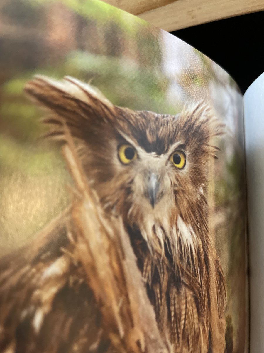 numagasa's tweet photo. 『極東のシマフクロウ　――世界一大きなフクロウを探して』読了。巨体、鋭い爪、獰猛な性格、なのにどこかクマちゃんめいた魅力もある猛禽類「シマフクロウ」を、ロシアの最果てで追い求めるノンフィクション。極限環境にすむ動物の生態を知れるのはこういう人々のおかげ…と感謝できるスリリングな本。 https://t.co/jmOHhQJOsx