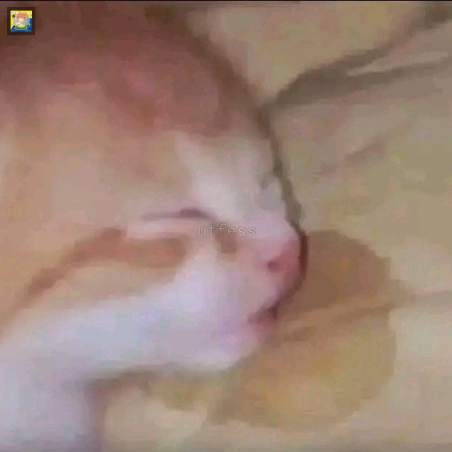 UTFESS | CEK PINNED 📌 tweet media