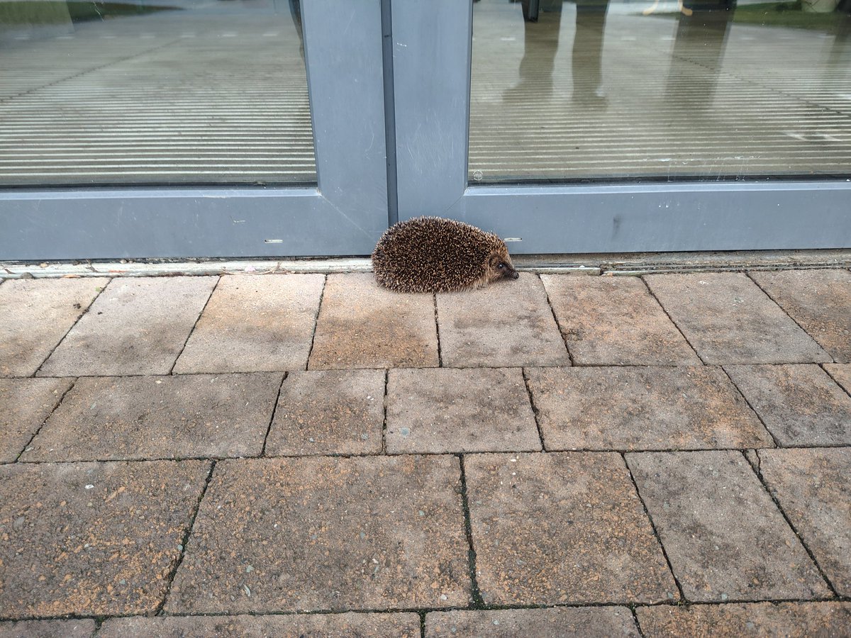 A hedgehog blocking entry to the #Louth constituency count centre at Coláiste Chú Chulainn in Dundalk 🛑

They do say politics is a prickly business!

#GE2024 <a href="/RTElouth/">RTÉ Louth</a> <a href="/rtenews/">RTÉ News</a>