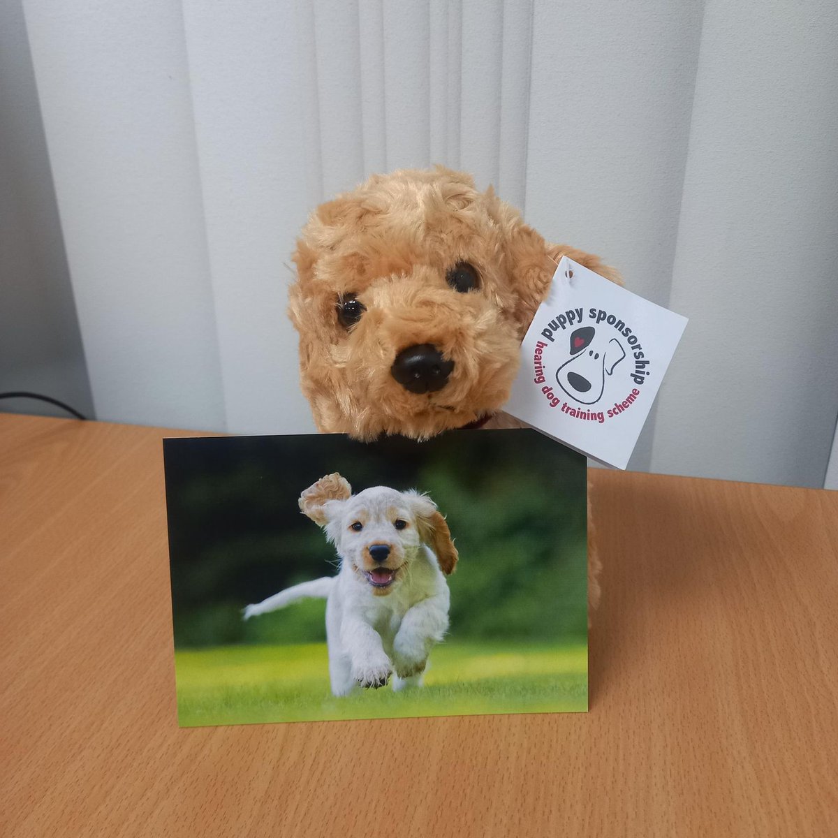 Rinri Therapeutics (@rinritx) on Twitter photo We are incredibly proud to sponsor a puppy named Winter from the <a href="/HearingDogs/">Hearing Dogs for Deaf People</a> charity, in memory of one of our beloved members of our Participant Advisory Group.
hearingdogs.org.uk We are incredibly proud to sponsor a puppy named Winter from the <a href="/HearingDogs/">Hearing Dogs for Deaf People</a> charity, in memory of one of our beloved members of our Participant Advisory Group.
hearingdogs.org.uk