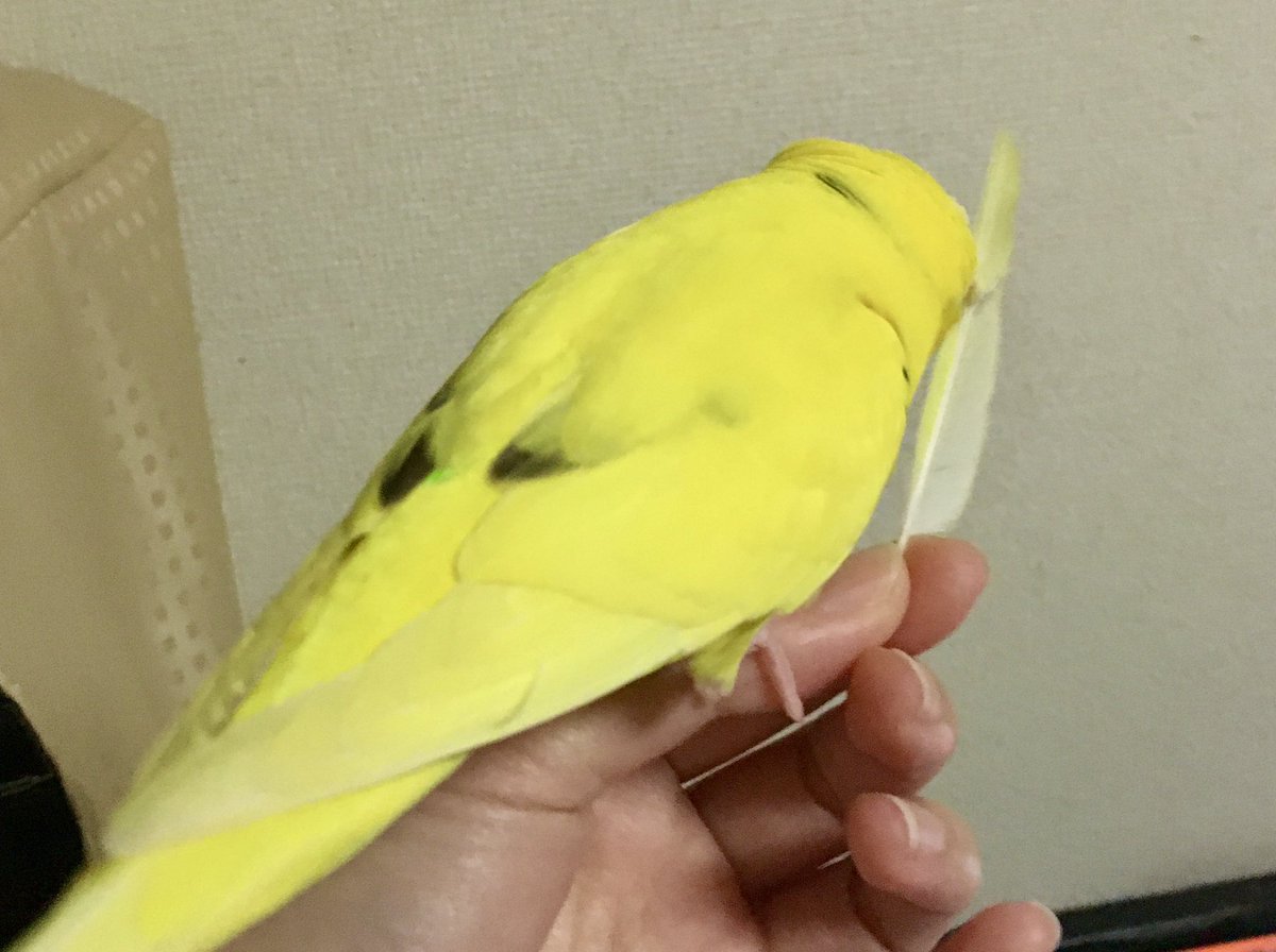 このえ🕊️ tweet media