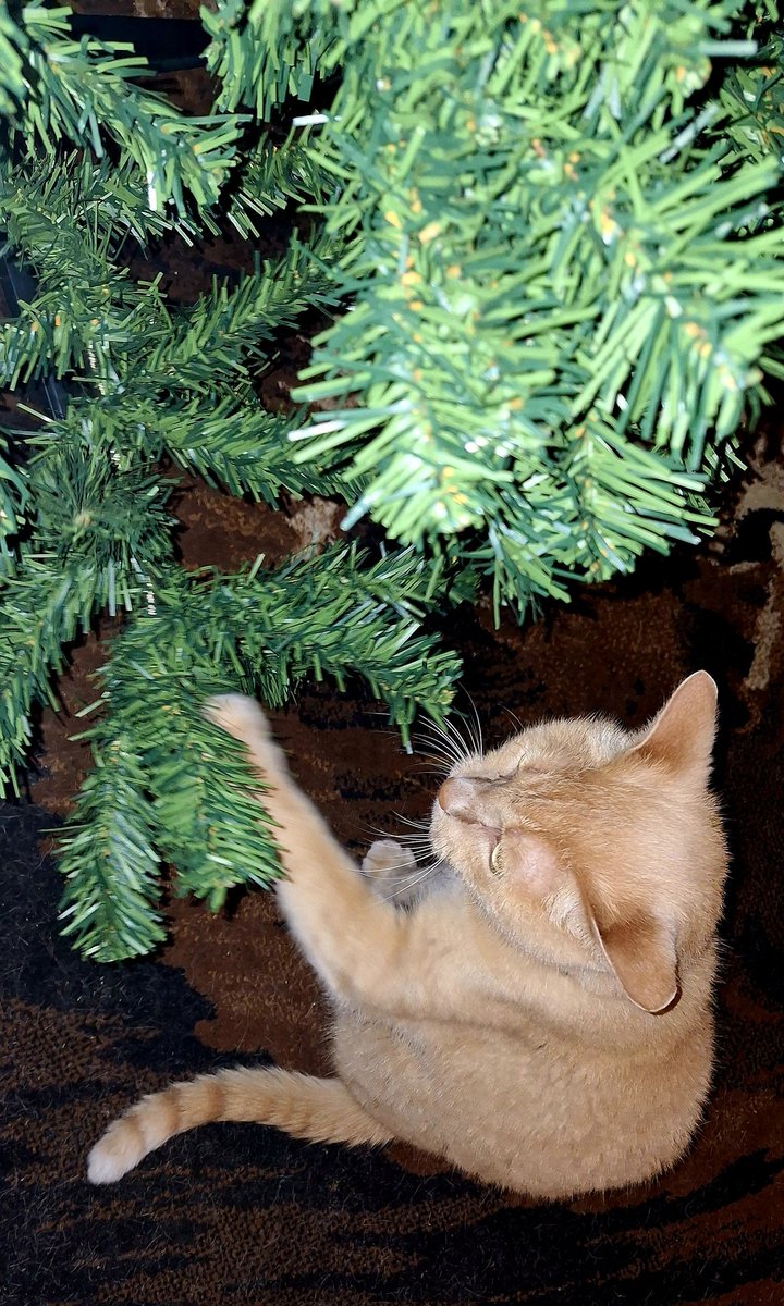 PHEEEEEE's tweet image. The magical season of destruction has begun, (that one photo was Miss Nyx's doing). #catpersonproblems #ChristmasTree