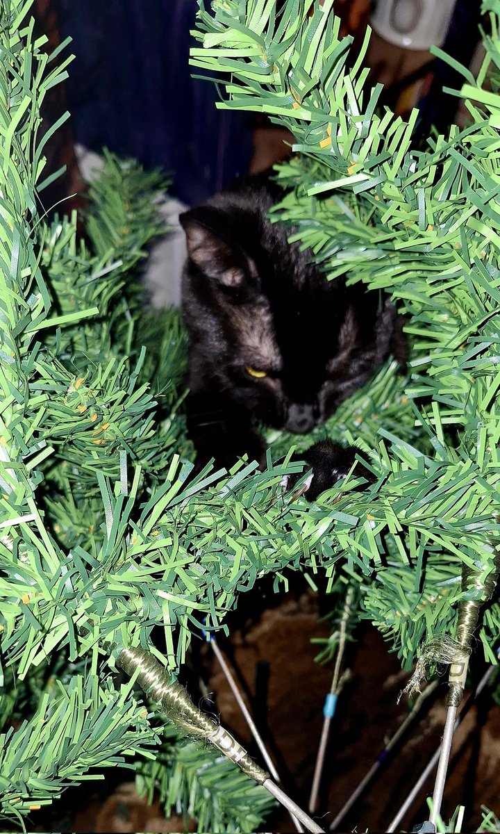 PHEEEEEE's tweet image. The magical season of destruction has begun, (that one photo was Miss Nyx's doing). #catpersonproblems #ChristmasTree