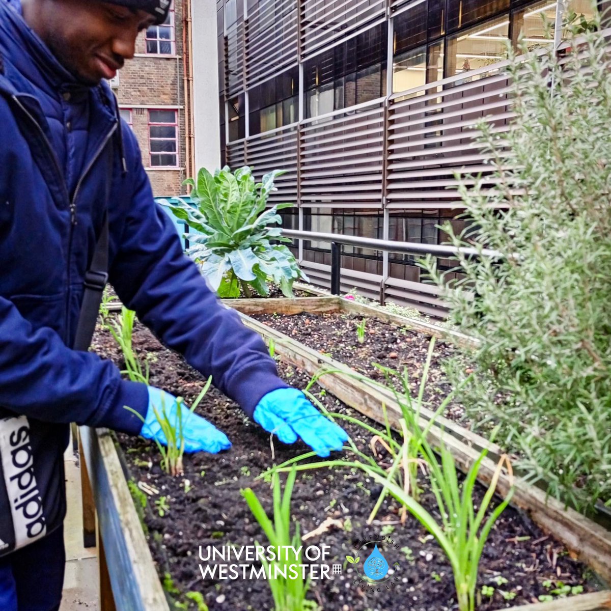 CavendishLab's tweet image. 🌱✨ This week, we celebrated 2 years of the Living Lab with a Winter Sowing Session at Cavendish Campus. 🌿

A huge thank you to everyone who joined us in planting seeds for a greener future. Your support made this milestone truly special! 💚

#LivingLab #Sustainability