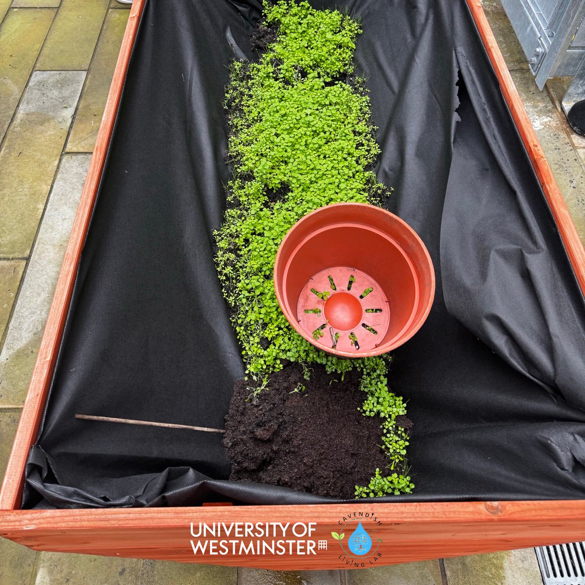 CavendishLab's tweet image. 🌱✨ This week, we celebrated 2 years of the Living Lab with a Winter Sowing Session at Cavendish Campus. 🌿

A huge thank you to everyone who joined us in planting seeds for a greener future. Your support made this milestone truly special! 💚

#LivingLab #Sustainability