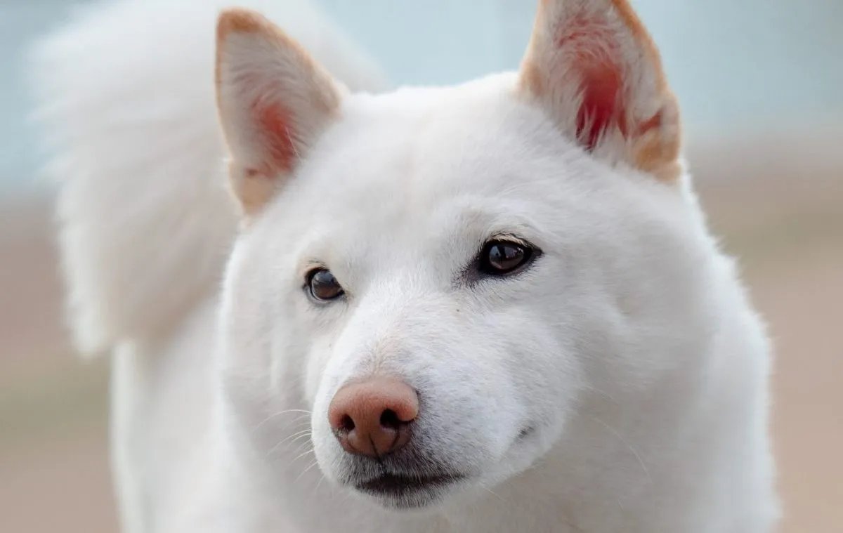 Hongyan_btc's tweet photo. @elonmusk Do you like dogs? Here is one $kishu https://t.co/xuUgHg7Xes