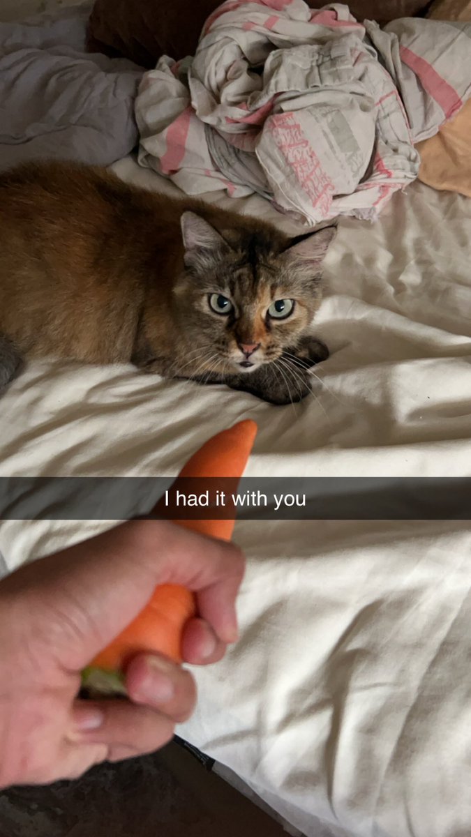 xdcat (@xdcatsmeow) on Twitter photo 