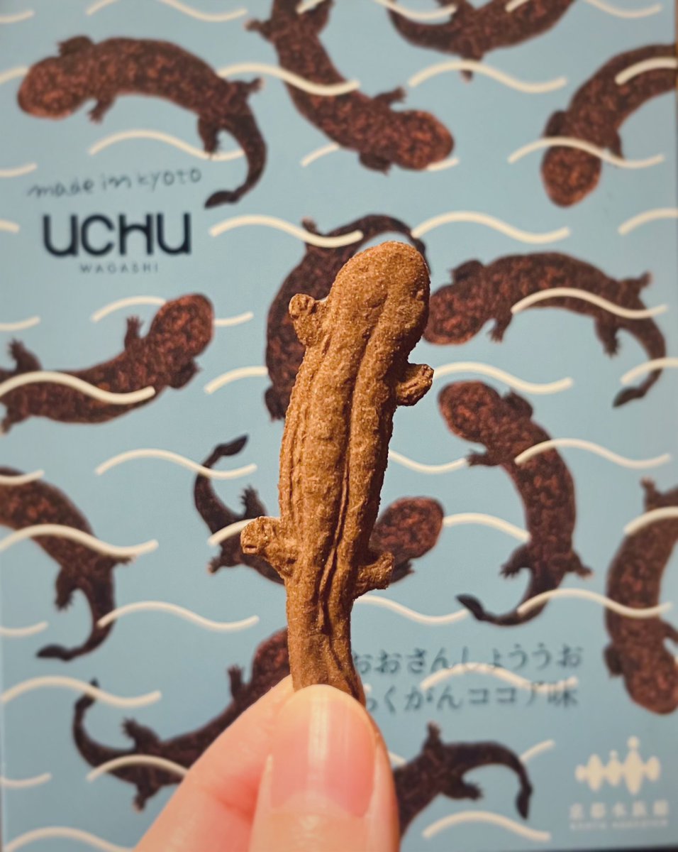 ネコザメ堂 (@necozamedo) / Posts / X