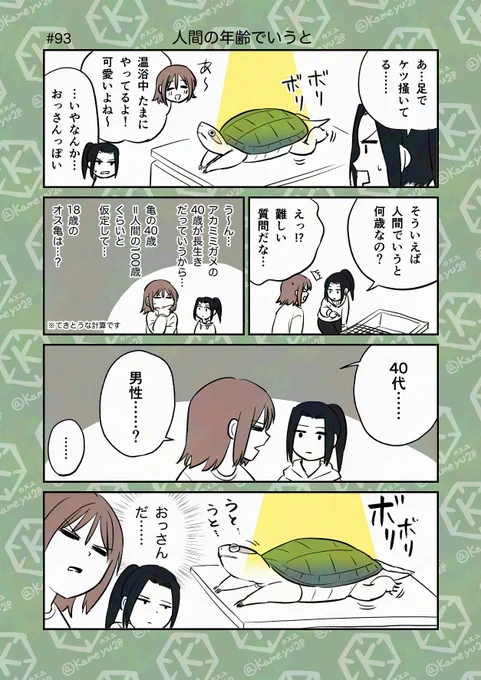 亀飼い漫画「人間の年齢でいうと」 