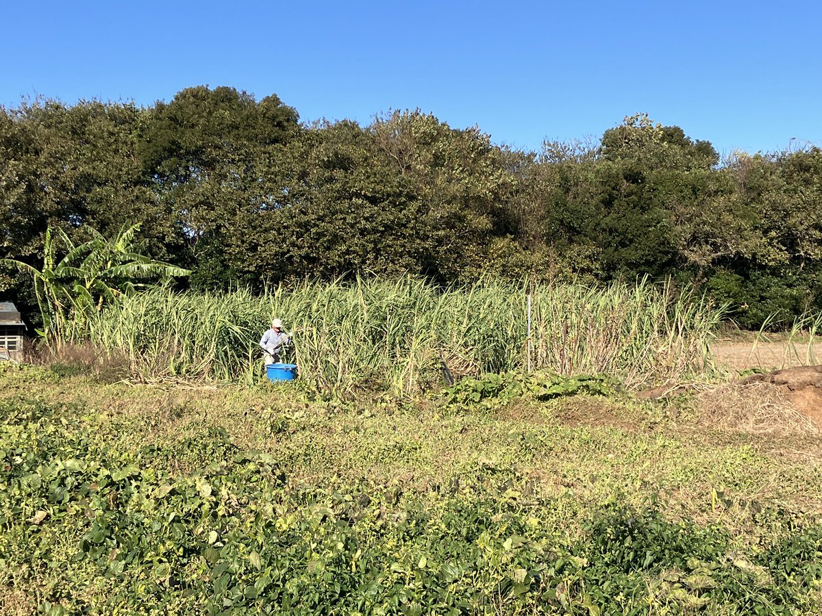 eriringo24's tweet photo. 静岡県掛川市は、サトウキビ栽培の最北限！！横須賀で作られる「よこすかしろ」の取材に行ってきたよ！
かの有名な静岡のチョコレート専門店、コンチェさんでも使われてる商品があるとの情報❣️さっそくポチッとしてみた‼️
#掛川100景 
#新しい働き方LAB 
#よこすかしろ https://t.co/0xujbLZ6xS