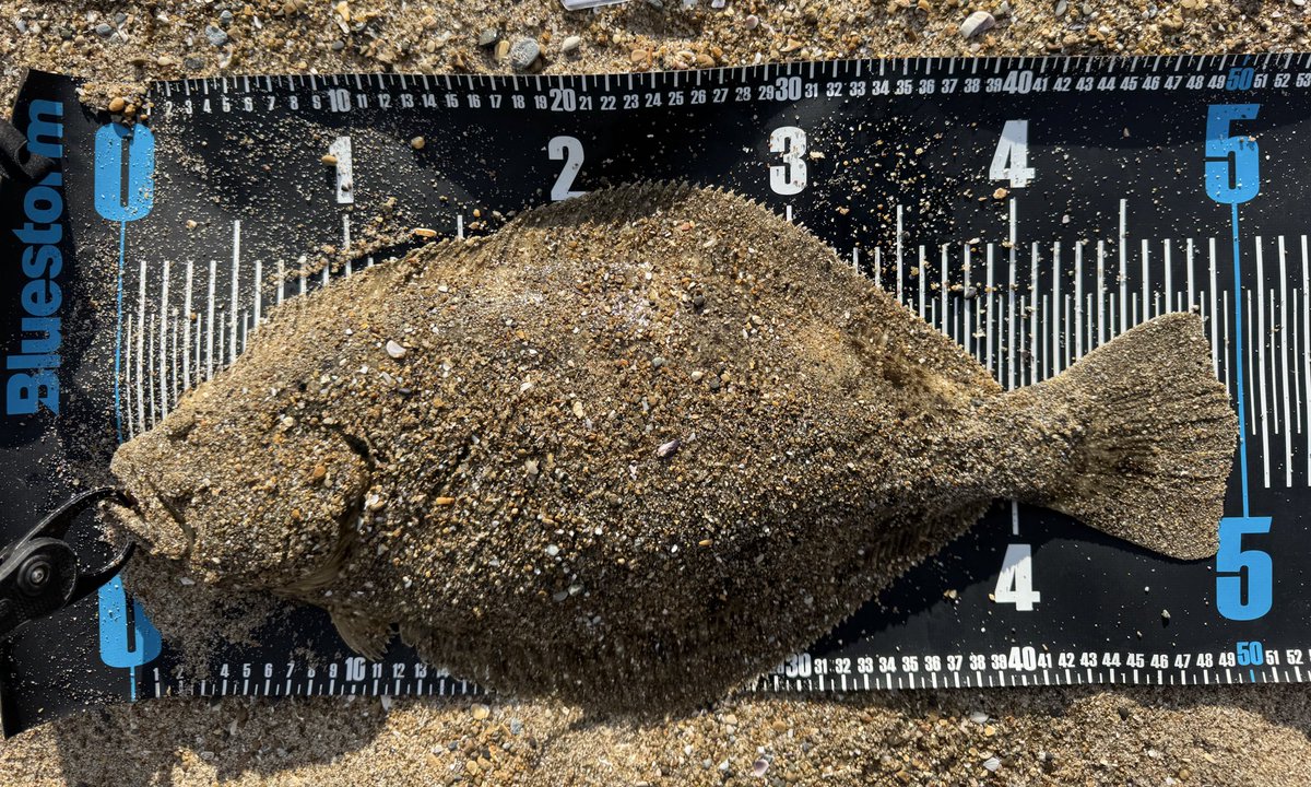 寝坊して8時にサーフインするもどこも満員御礼！
色んなポイントを回り様子を見ながら
ぷらぷらして釣り開始、、
数は出るけどサイズが出ない一日でした！

#常磐サーフ
#福島サーフ
#新舞子サーフ
#県南サーフ