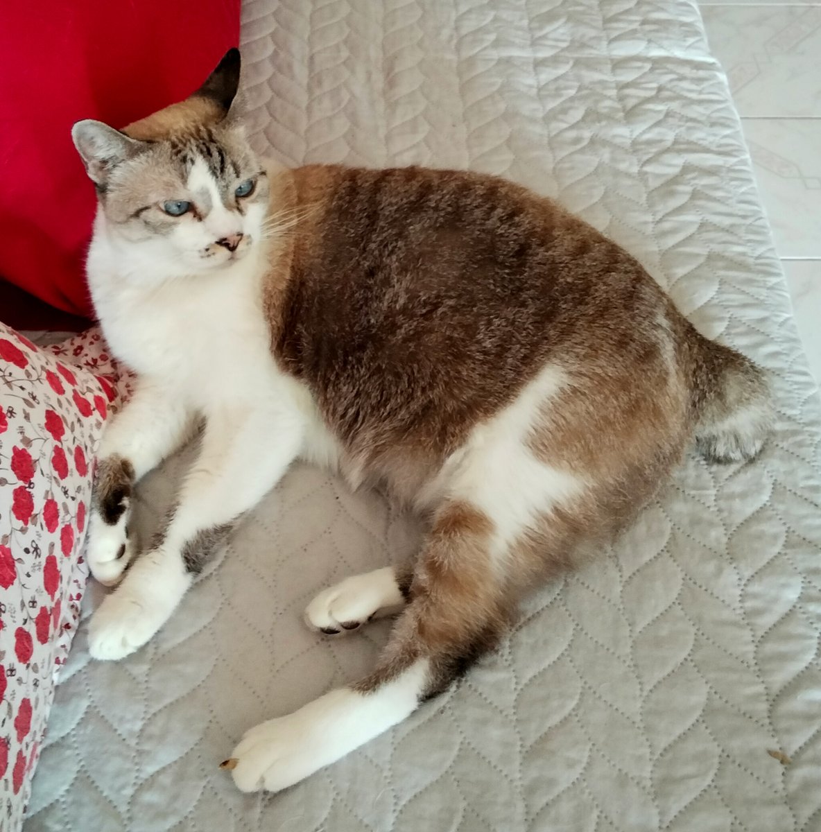 ThaiFoodBlog's tweet image. #להחמיד_את_הפיד גם בדצמבר עם קימצ'י ושורטי