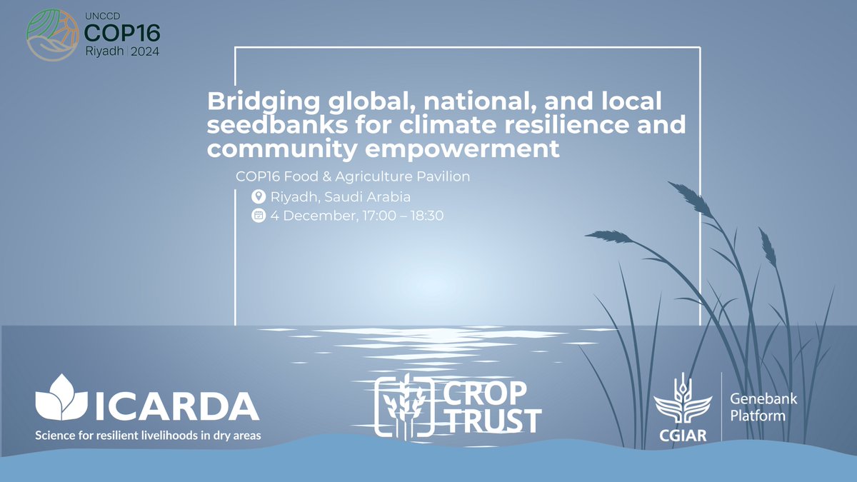 ICARDA (@icarda) on Twitter photo 🌱 Seedbanks are key to climate resilience & food security!
Join us at <a href="/Cop16Riyadh/">COP16 Riyadh</a> or online to explore the vital need for connections between global, national & community seedbanks to achieve climate adaptation.
📅 Dec 4, 2024
⏰ 5–6:30 PM KSA time
🔗 events.cgiar.org/bridgingglobal… 🌱 Seedbanks are key to climate resilience & food security!
Join us at <a href="/Cop16Riyadh/">COP16 Riyadh</a> or online to explore the vital need for connections between global, national & community seedbanks to achieve climate adaptation.
📅 Dec 4, 2024
⏰ 5–6:30 PM KSA time
🔗 events.cgiar.org/bridgingglobal…