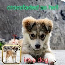 Page ✿♡ tweet media