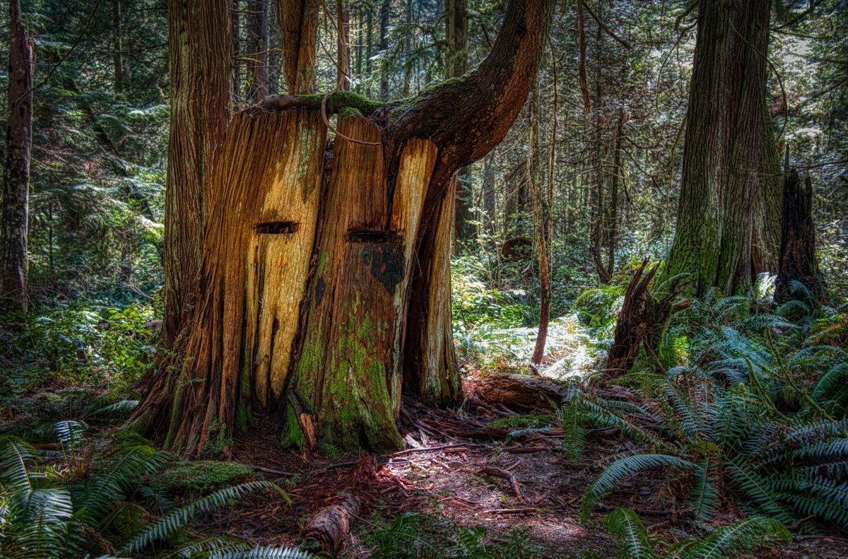 Reddragon642's tweet photo. @keeper_of_books Good morning "Tree People"
https://t.co/XGMAnnvh2Y https://t.co/nLDBVyBDbK