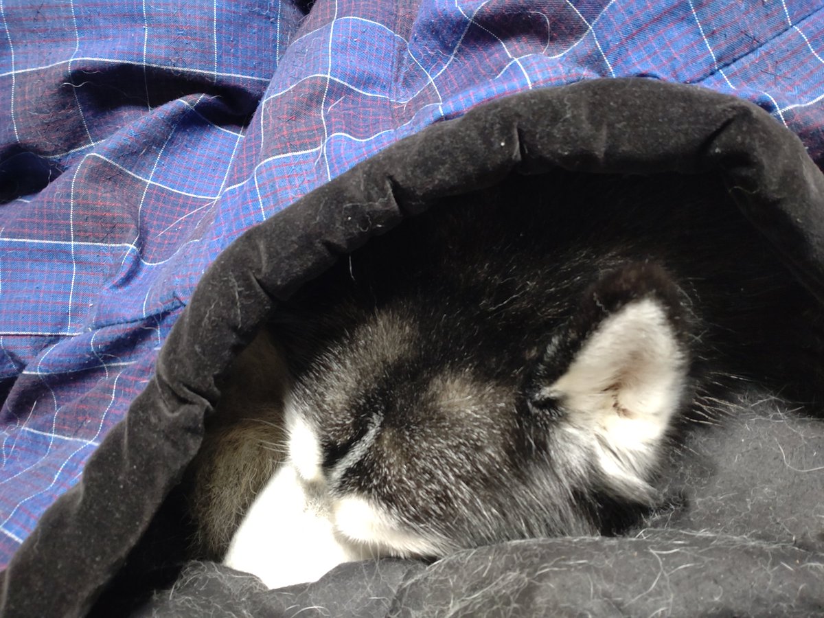 Fate_0624_'s tweet photo. どうやら寒いらしい。
ので、半纏をかけてみた。
 #シベリアンハスキー
 #犬の居る生活
 #いぬのいる暮らし https://t.co/VkDdeRVTM6