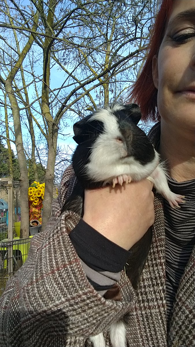 fermedoudou's tweet photo. 💔 Encore un abandon... encore un déménagement.

La même rengaine, encore et encore... Est-ce vraiment une excuse valable ? Nos Doudous ne devraient pas payer le prix de nos choix.
#StopAuxAbandons #ResponsabilitéAnimale #CochonsDInde https://t.co/jodXPgKEEC
