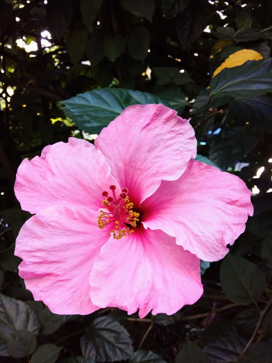 Flores de Primavera 🌺❤️🌿 - 📸Sil -#flores  #FlowersOnX  #naturaleza