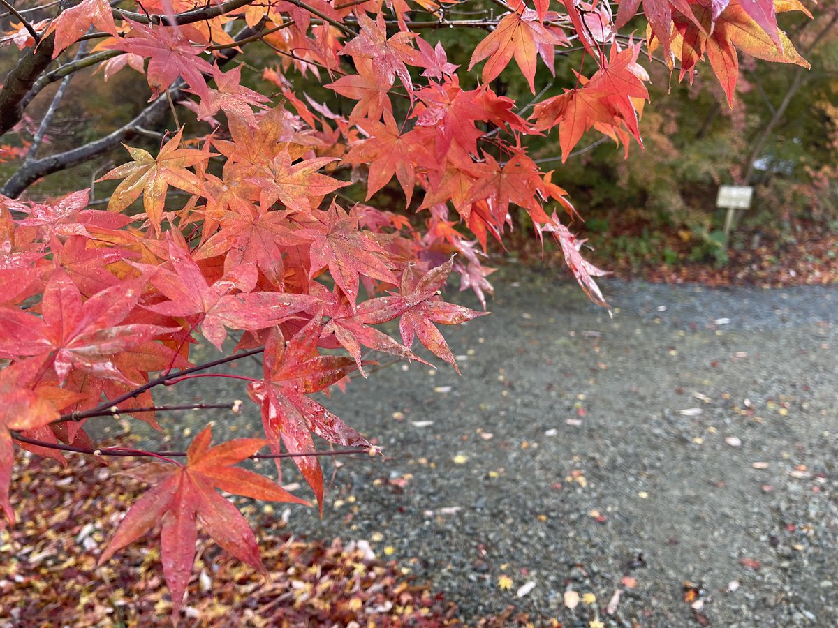 Matsumaz's tweet image. 炊事場は随所に点在していてシャワー室とトイレがキレイ!
キャンプ場で冬に暖房便座とウォシュレット使える幸せ☺️ #キャンプ場 #PokemonGOARPlus #紅葉