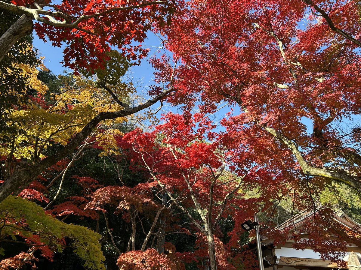 🍁🍂