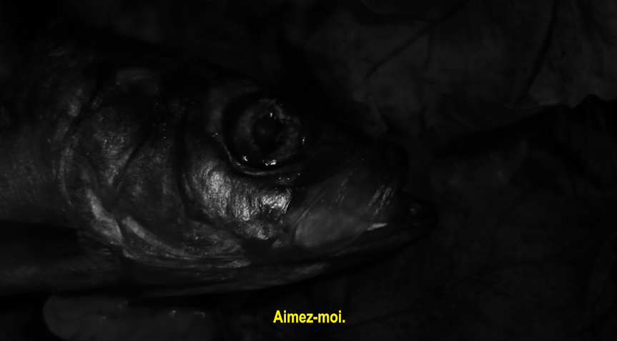 MadAWasp's tweet photo. C'EST JACQUEMOTTE CRACKOTTE (2025) https://t.co/STCJlwwXdJ