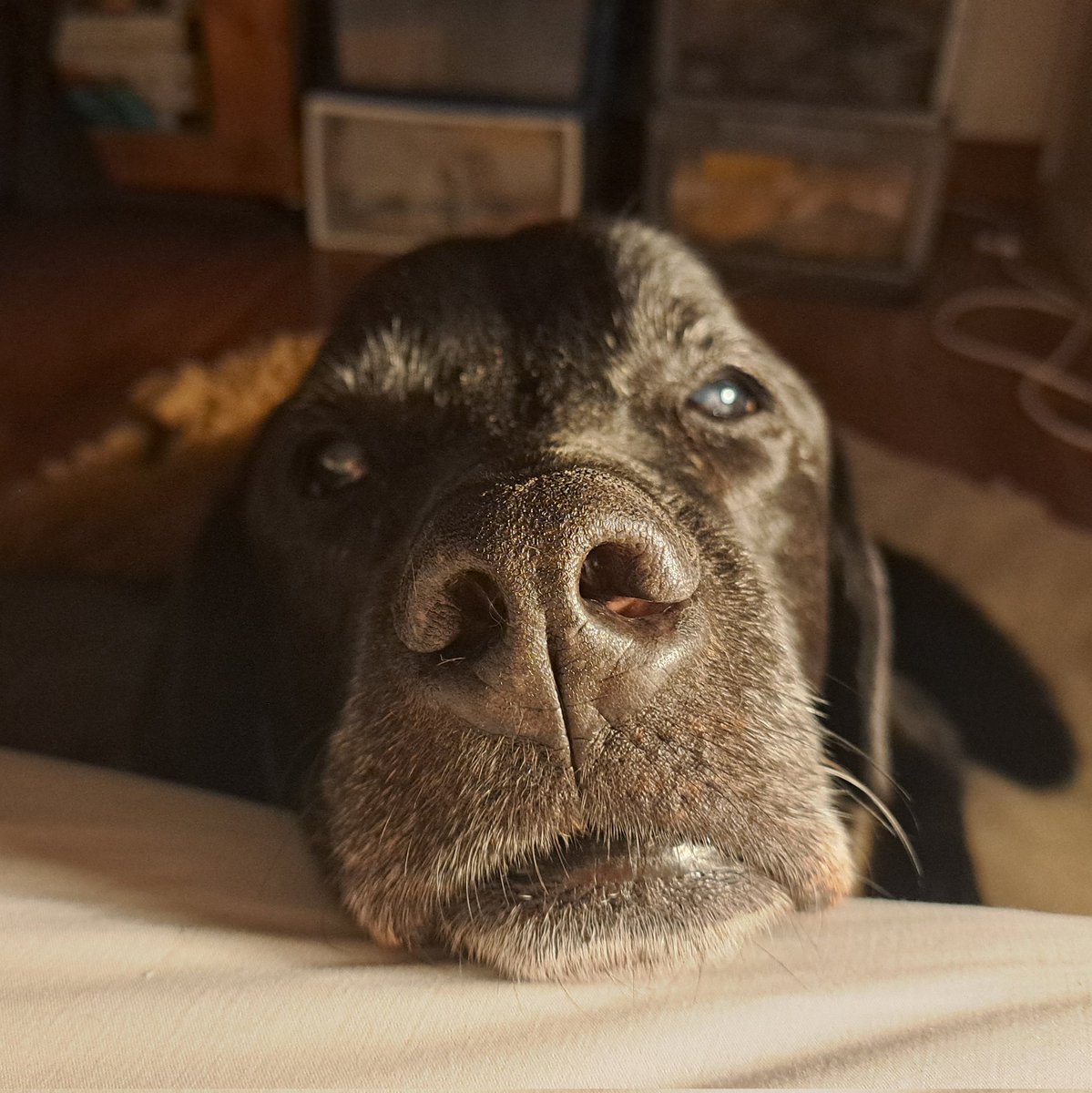 tallandtrue's tweet photo. Sorry, Jet, no more treats until after your visit to the Vet tomorrow. β€οΈ #dogs #olddogs #mydog #mydogposts https://t.co/2g5Ax3SFYN