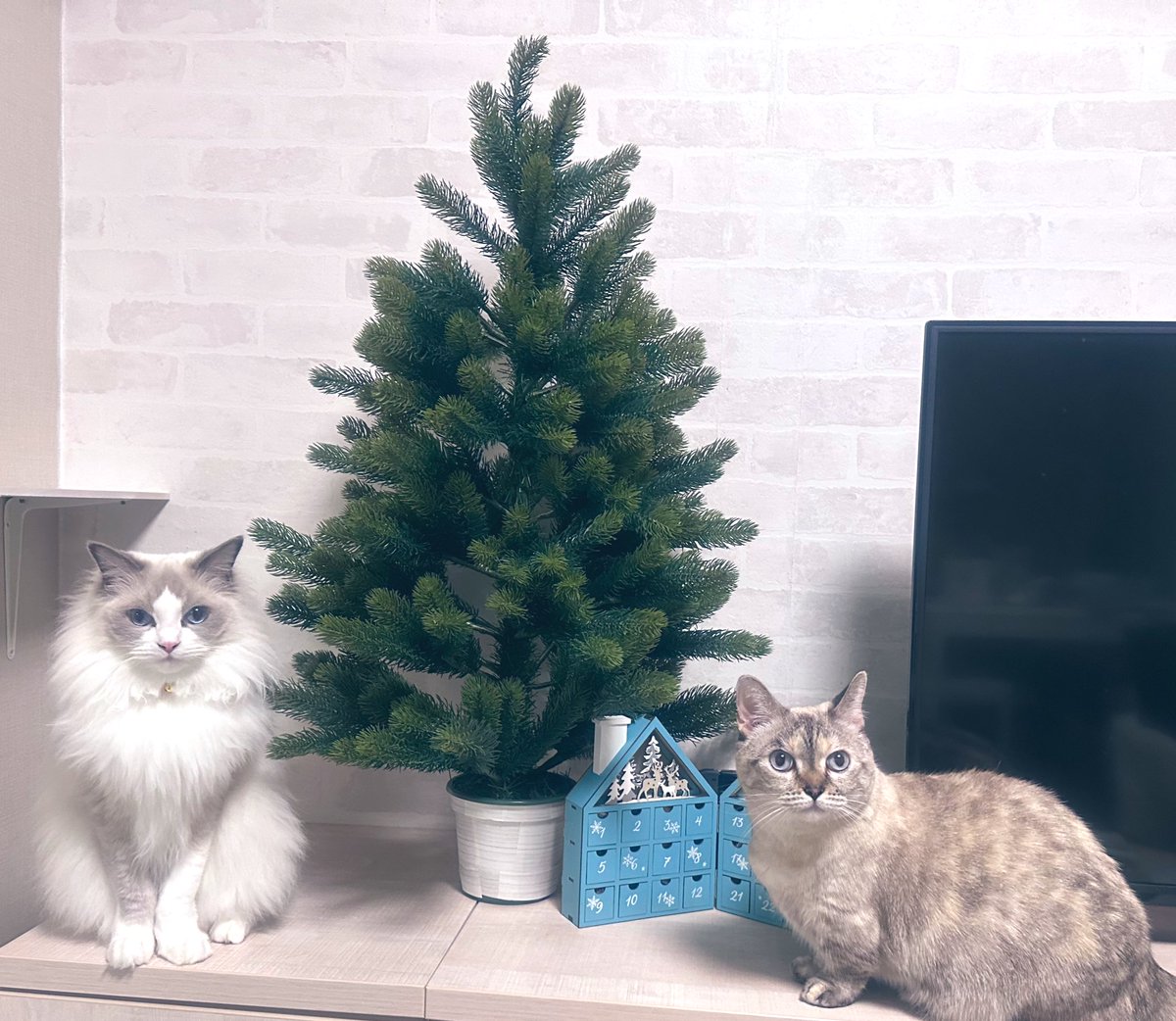 necoco_music's tweet photo. ツリー🎄出した瞬間に集まってきた猫たち。
飾りつけ前だけど、めったにツーショットにならないからあわてて撮りました☺️ https://t.co/PaqIUhaorw