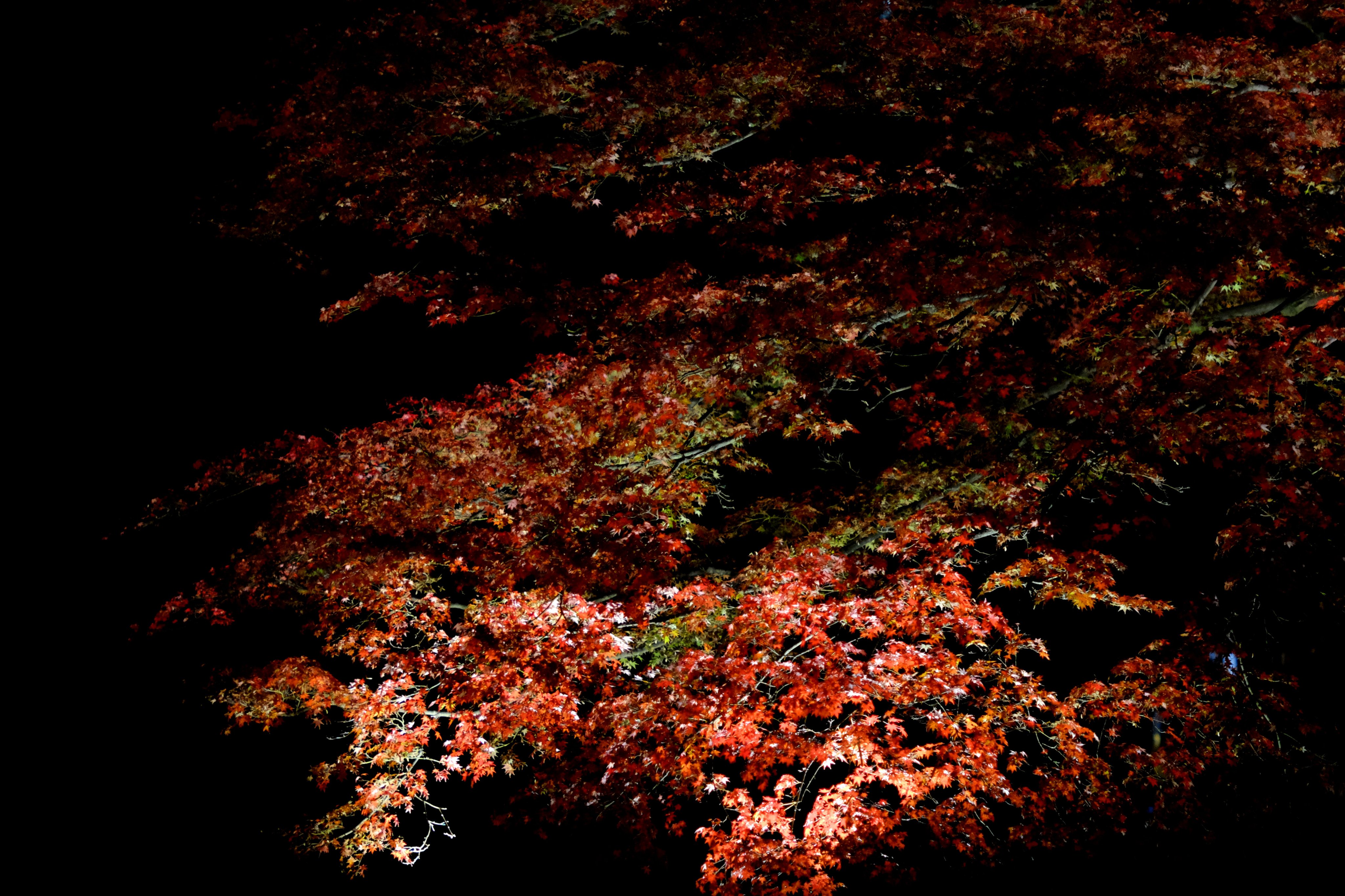 𝔸𝕜𝕚𝕣𝕒𝕊𝕒𝕚𝕥𝕠#齊藤聡 på X: ”六義園の紅葉ライトアップ 𝔸𝕜𝕚𝕣𝕒𝕊𝕒𝕚𝕥𝕠#齊藤聡 på X: ”六義園の紅葉ライトアップ