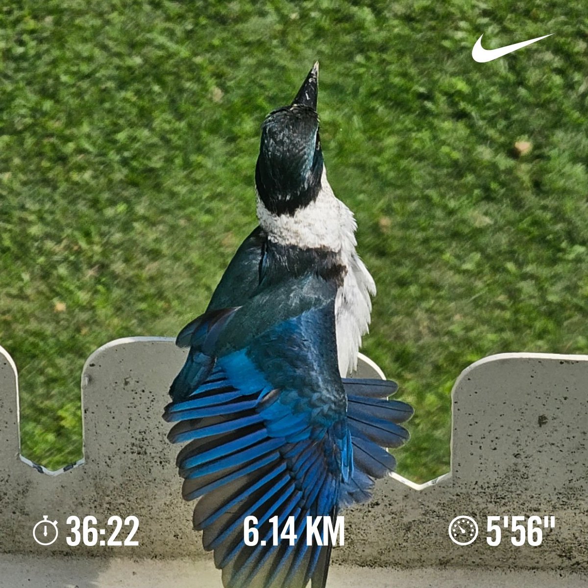 S7rik3R's tweet photo. Collared kingfisher posing for the camera. Shiny blue wings ...

#Nike #JustDoIt #Running #collaredkingfisher #Kingfisher https://t.co/yooSs3bgya