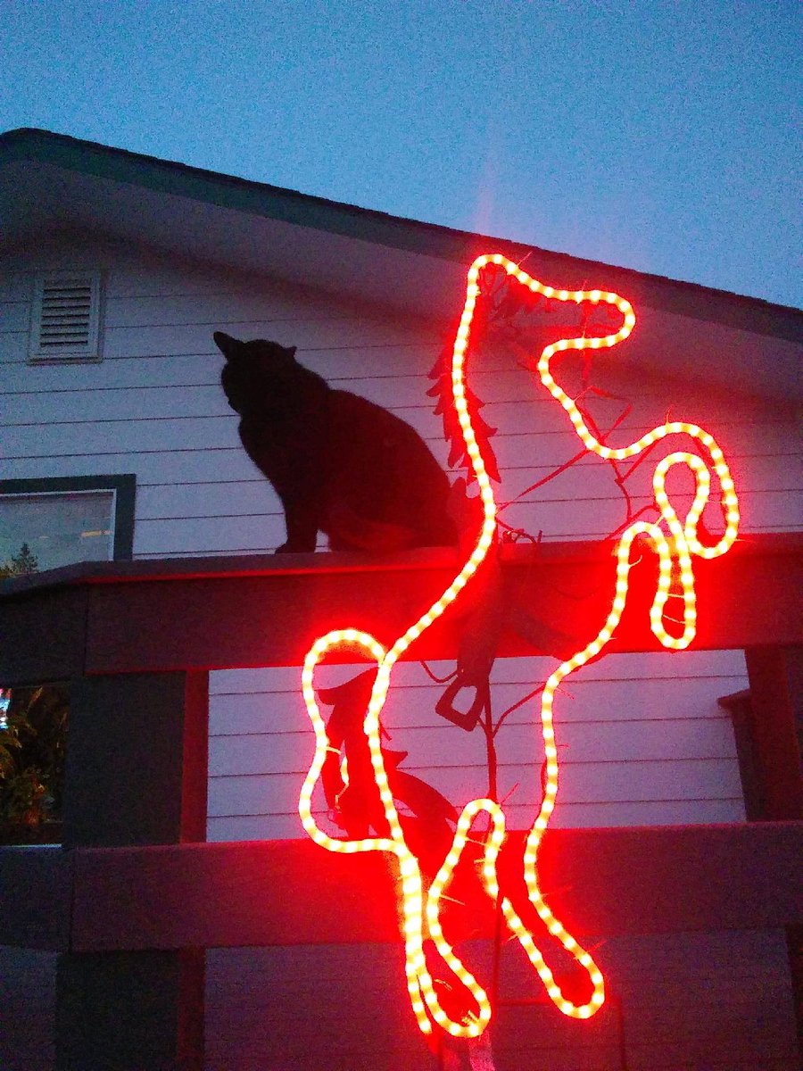 RanchEmu's tweet image. Happy National Christmas Lights Day! Share your Christmas light photos with us!

What tag thought of the * Horse *! 😂🤣

#christmas2020 #christmas #christmaslights #christmaslights #christmasiscoming #Montanaemuranch #emu #emucare #Emulove #emuoil #catsofinstagram #cats