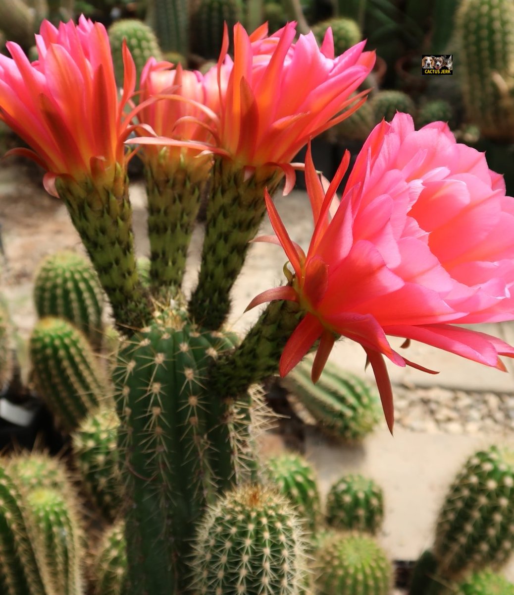 Cactus Jerk (@cactus_jerk) on Twitter photo 