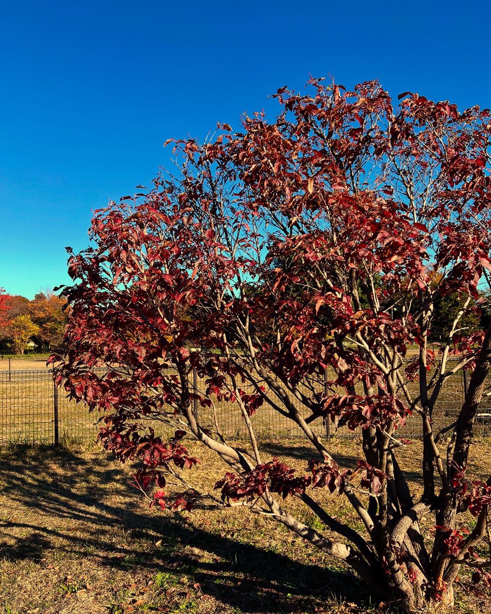 #ネジキ

も紅葉してた