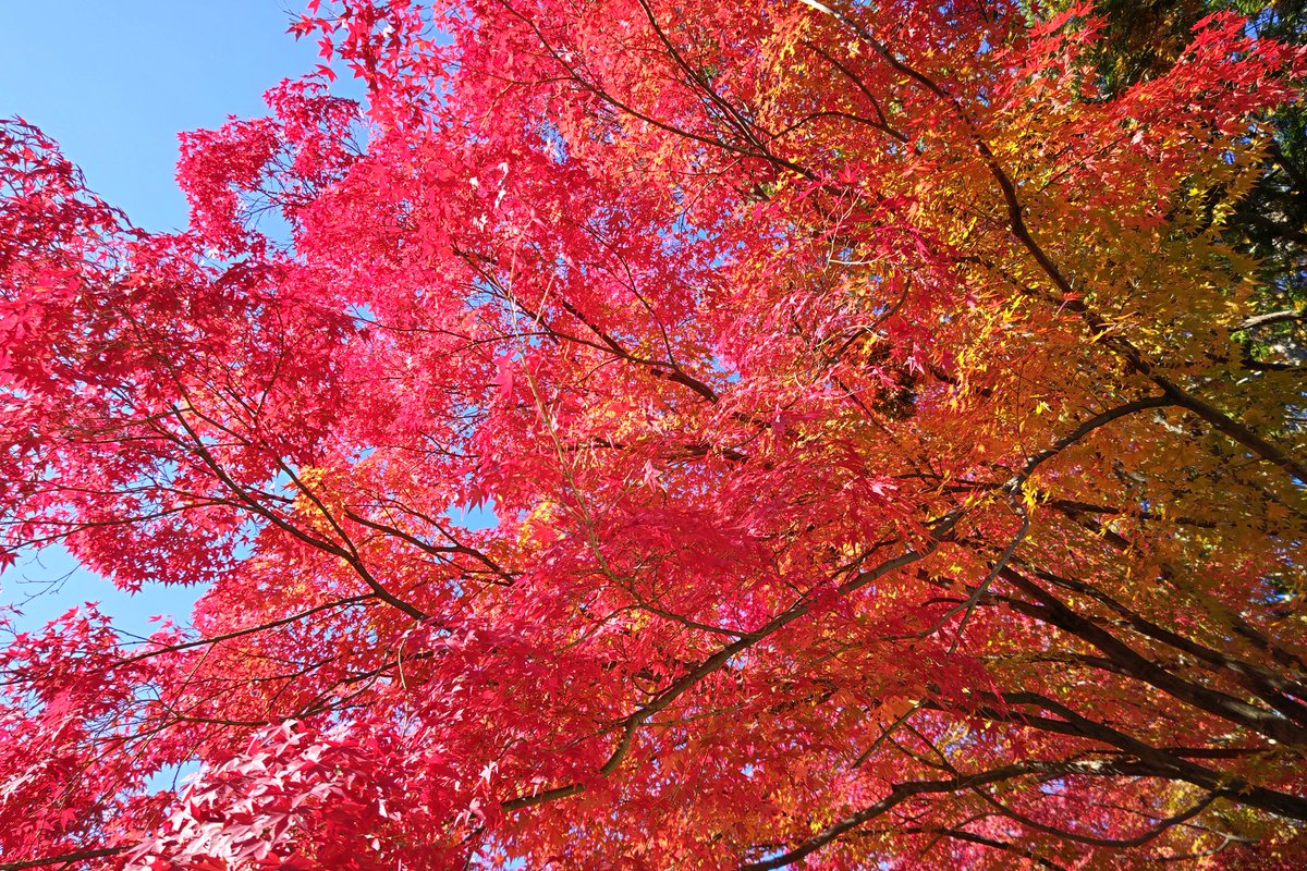 ume_3290's tweet photo. 真っ青な空に、真っ赤な紅葉。
東福寺の塔頭、同聚院の大根焚きをいただきに行ってきました。
うどんは、白味噌を溶かしながら食べるというスタイル。美味しかった😋
藤原道長が40歳の賀に際して作らせたという不動明王坐像も素晴らしい！ https://t.co/NoyDs5AWQJ