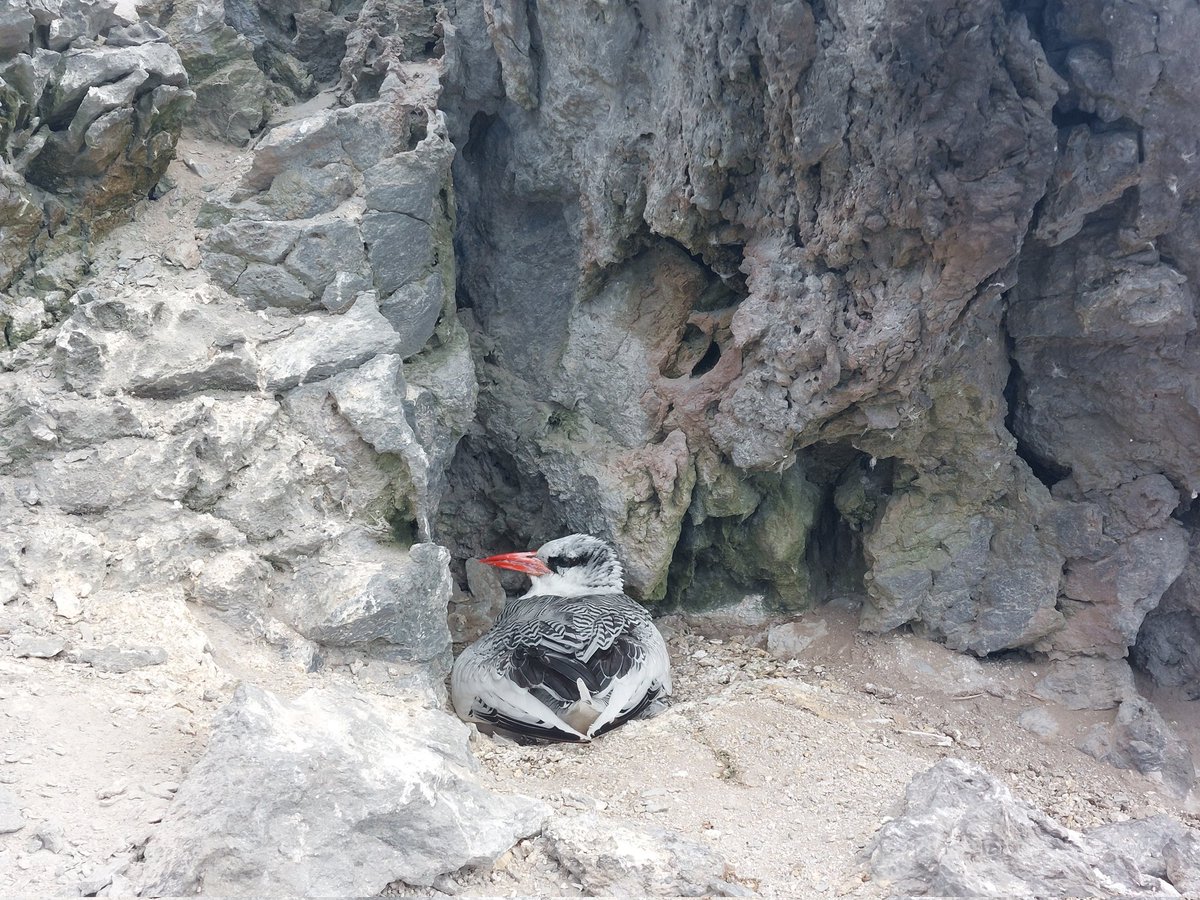 Laura Shearer tweet media