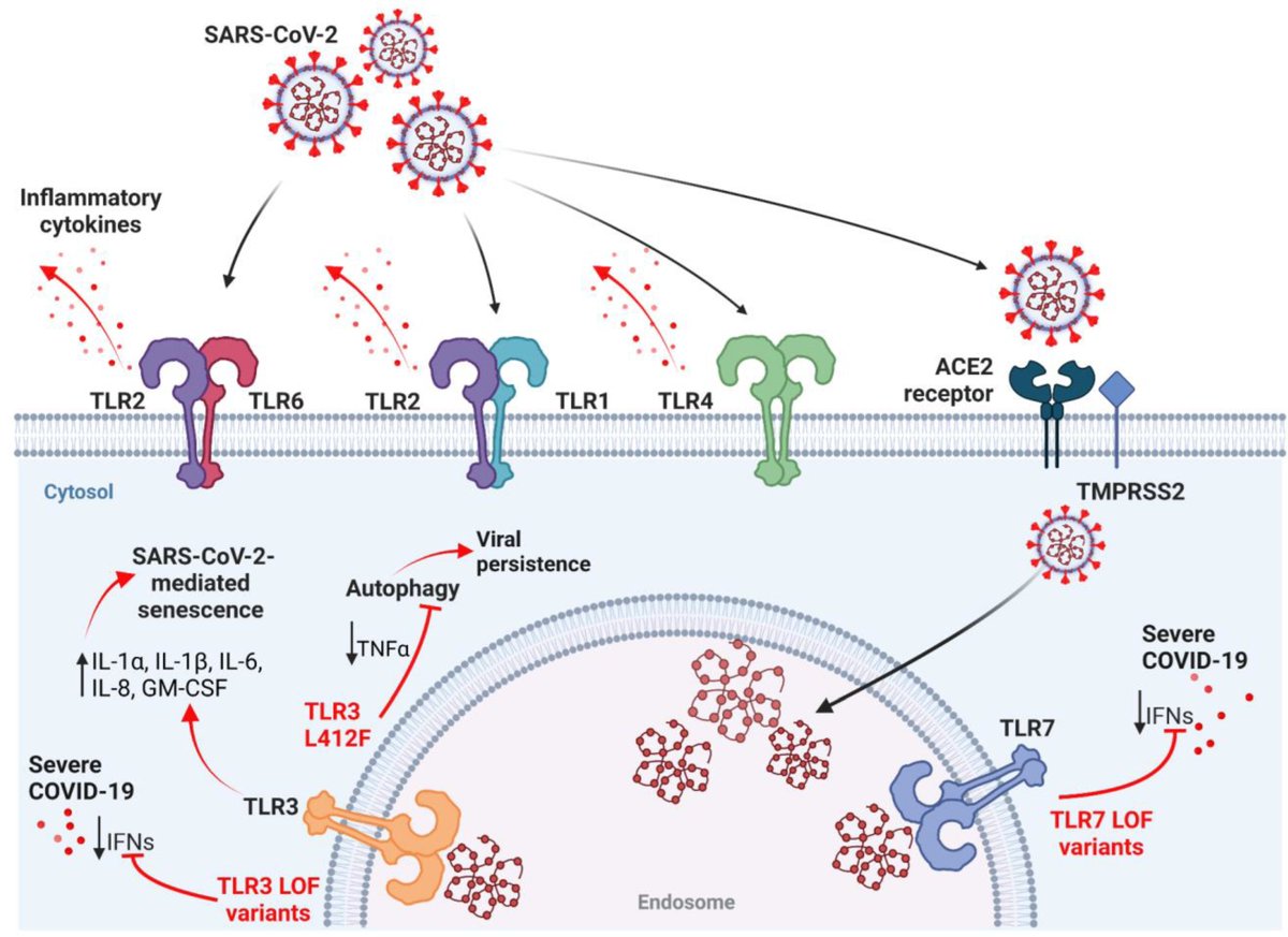The spike protein, one of the critical structural proteins of SARS-CoV-2 mediating cell entry, has been shown to affect endothelial function in vitro and in vivo inducing Toll-like receptor (TLR) 2 or TLR4-mediated inflammatory responses after systemic injection. 4/10