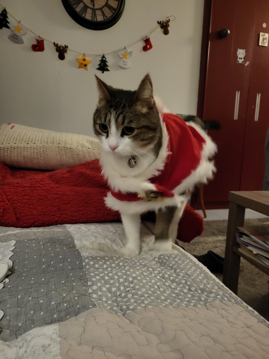 Freya vérifie qu'elle rentre toujours dans son costume de Noël 🎄