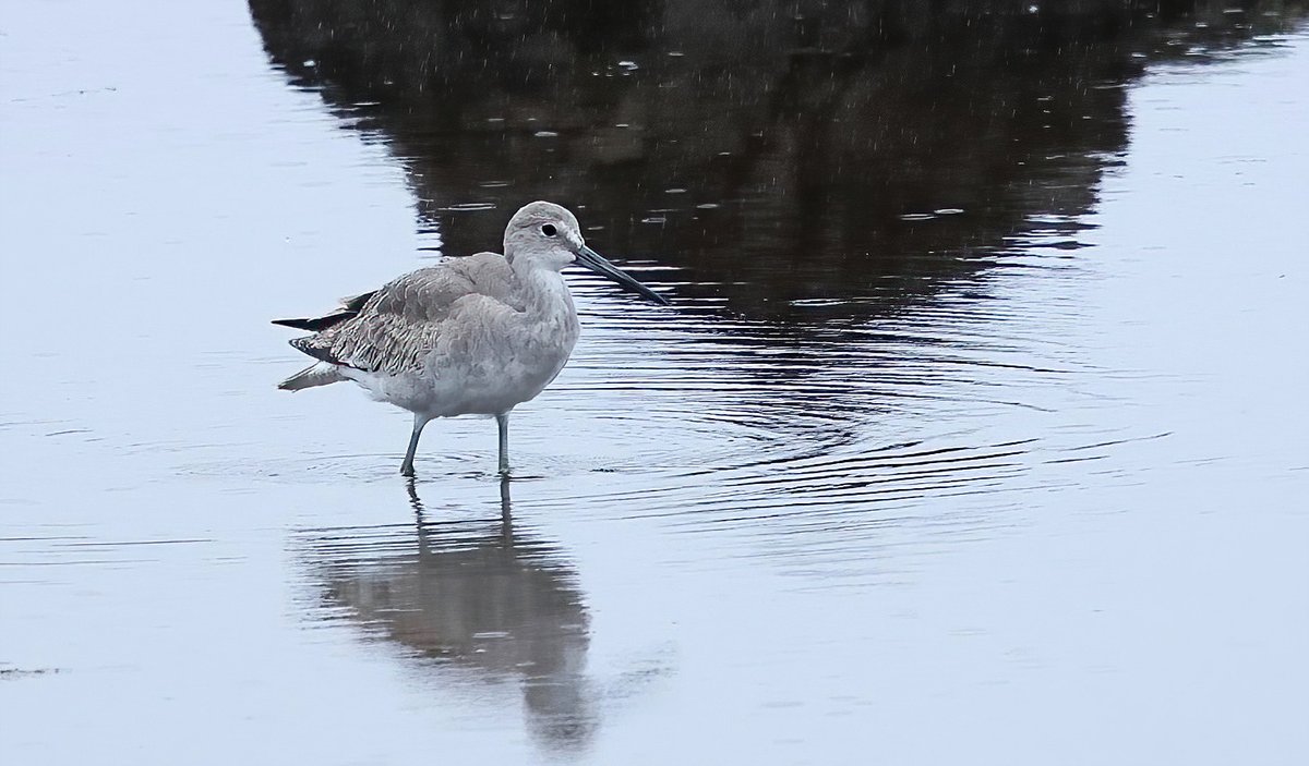 Western Willet (ssp inornatus) photographed at Capo da Praia by Frederico Morais - 3rd record for Azores and 6th for Western Palearctic