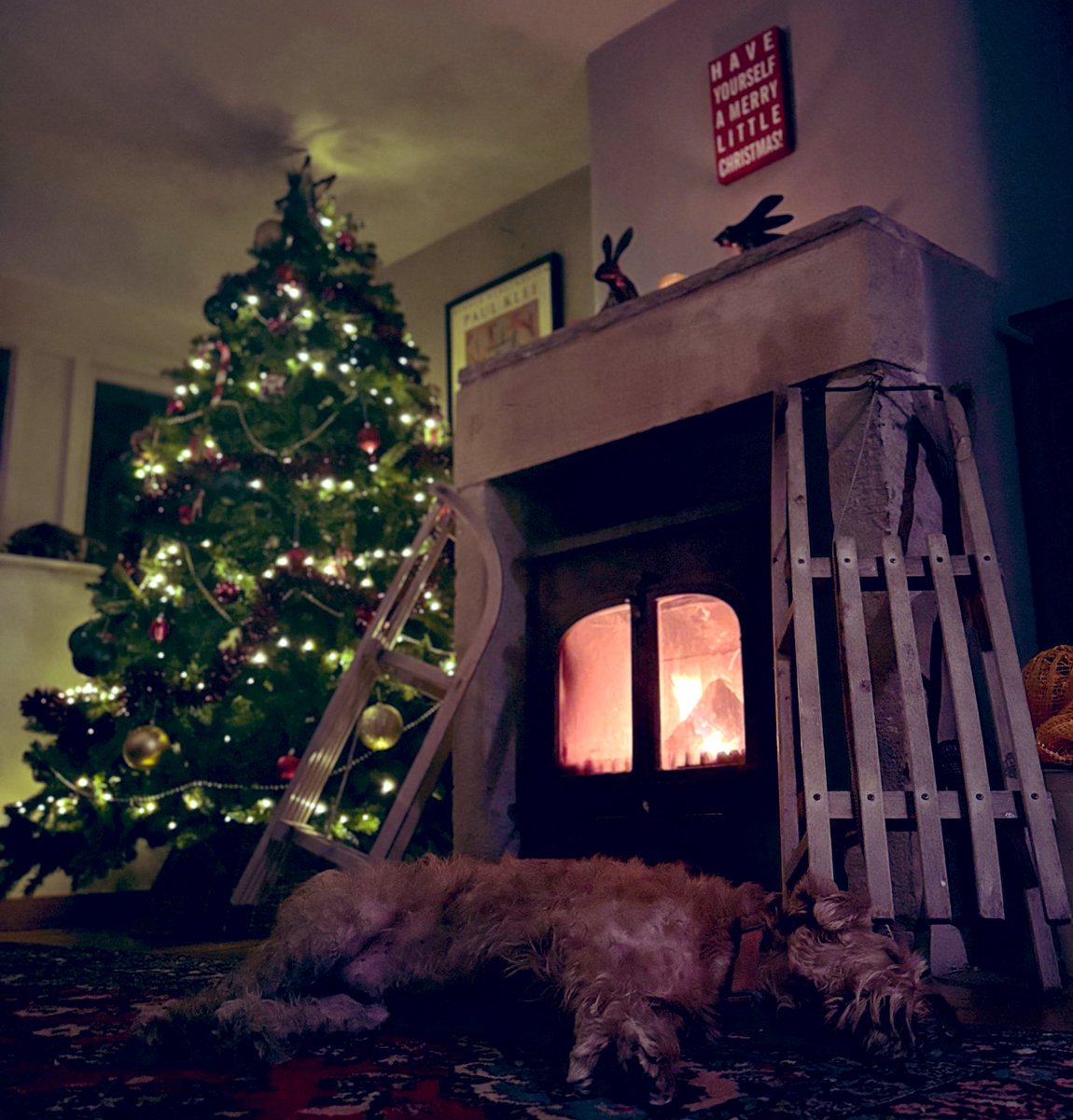 And so it begins. Apparently there’s a bauble deficit from last year that needs sorting - what would I know about that? #crunchy #dogsoftwitter #Christmas 🎄🐾