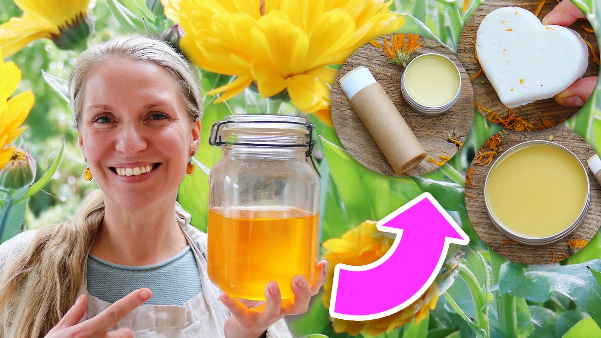 NEW VIDEO 😍 Learn how to make THREE calendula skincare recipes, including salve, lip balm, and bath bombs. These would make great holiday gifts! Watch here --> youtu.be/rccErxjyM-o?si… #DIY #skincare