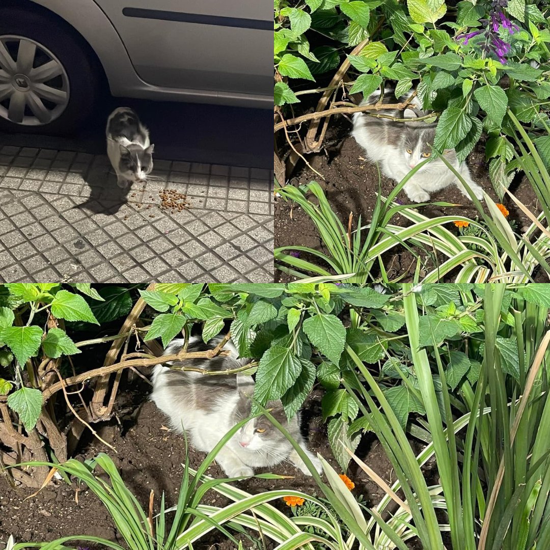 valenamenabar's tweet image. Rosario !! "Soda"🐱 fue abandonado, vive en una cochera asustado y con hambre, estuve intentando rescatarlo pero no pude, hoy vuelvo a ir con un rescatista con una jaula trampa, necesitamos alguien que pueda darle un hogar o tránsito !! 🙏🙏🙏 xfa difundir🙏