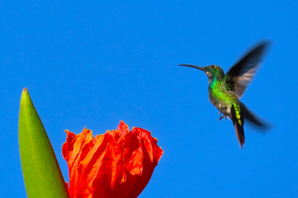 Paul Nicholson tweet media