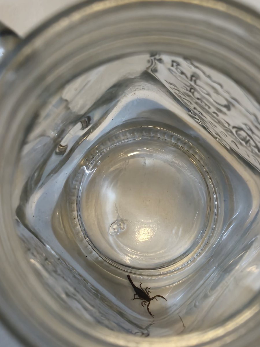 AguilarArthy's tweet photo. Hola @Arachno_Cosas te platico. Yo vivo en la col. Guerrero en cdmx y últimamente me he encontrado con este tipo de especie dentro de mi depa. Es normal en la zona? Hay algo para repelerlos debo preocuparme? Espero me puedas ayudar. https://t.co/7r9Y2Qp087
