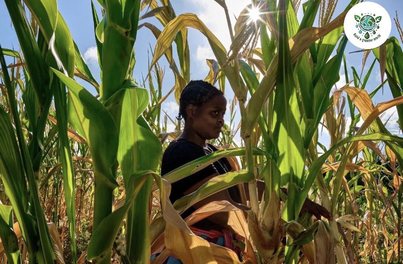 climate8975's tweet photo. Farmers are on the frontlines of climate change, as growing crops becomes increasingly challenging amidst droughts and rising temperatures.

#cop29
#ClimateEmergency 
#climate 
#ClimateJustice https://t.co/xvTtC0iVMC