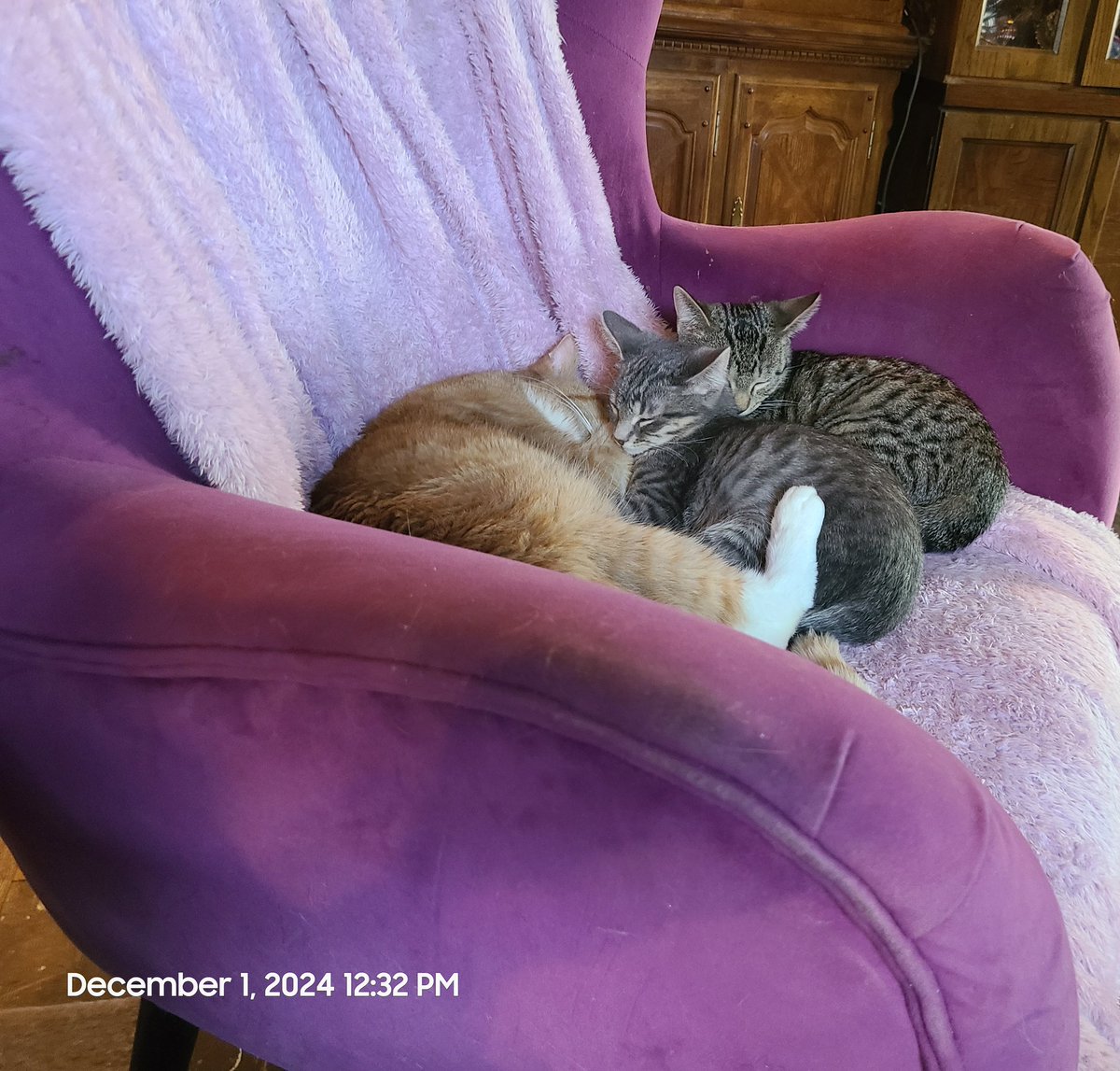 kitten_frosty's tweet photo. Hollywood #Empoli #Blenko enjoying another nap. #kitties #Cat #Kittens #AdoptDontShop #meow #CatsOfTwitter #CatsOfX #KittensOfTwitter #KittensOfX https://t.co/vY1bRLyzax